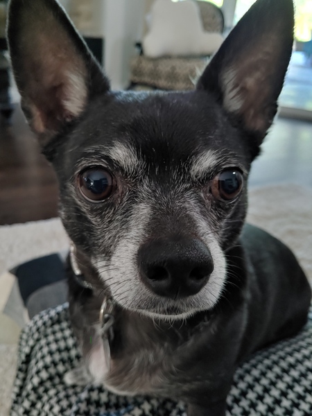 Entry image for Bruce Lee. Clicking this image will show a larger photo