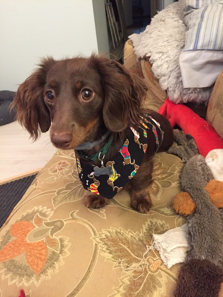 Entry image for Annie. Clicking this image will show a larger photo