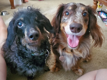 Entry image for Buzzy and Foxy. Clicking this image will show a larger photo