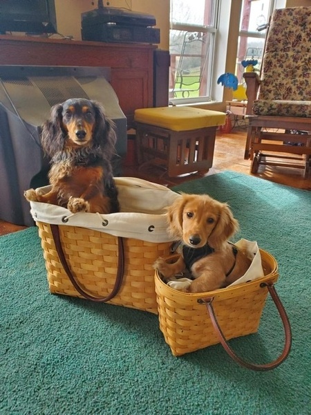 Entry image for Frankie and Alfie. Clicking this image will show a larger photo