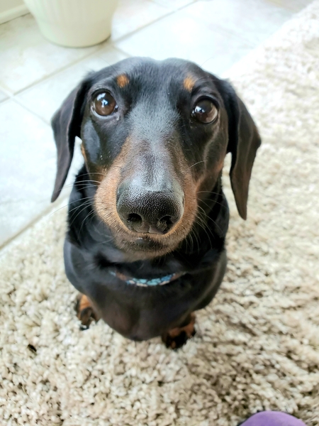 Entry image for Max. Clicking this image will show a larger photo