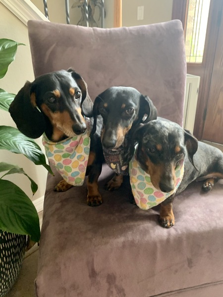 Entry image for Reagan, Felix and Tia. Clicking this image will show a larger photo