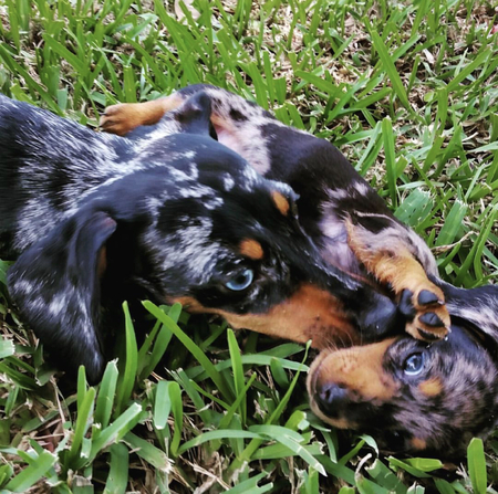 Entry image for Jackson and Sissy. Clicking this image will show a larger photo