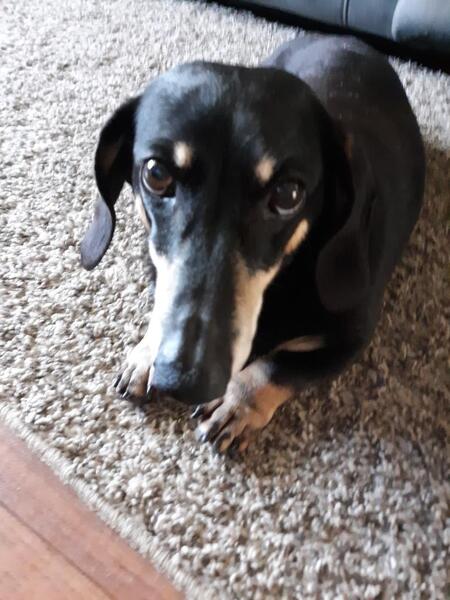 Entry image for Chico. Clicking this image will show a larger photo