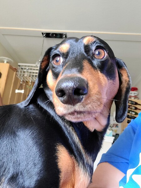 Entry image for Duke. Clicking this image will show a larger photo