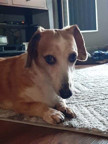 Entry image for Buster. Clicking this image will show a larger photo