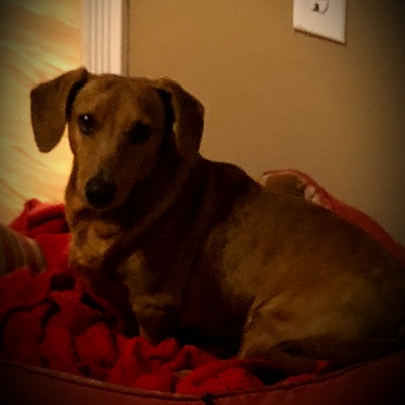 Entry image for Slinky . Clicking this image will show a larger photo