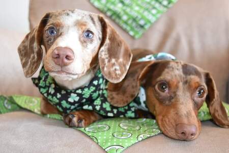 Entry image for Nymeria & Chimera. Clicking this image will show a larger photo