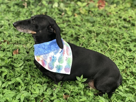 Entry image for Rosie. Clicking this image will show a larger photo