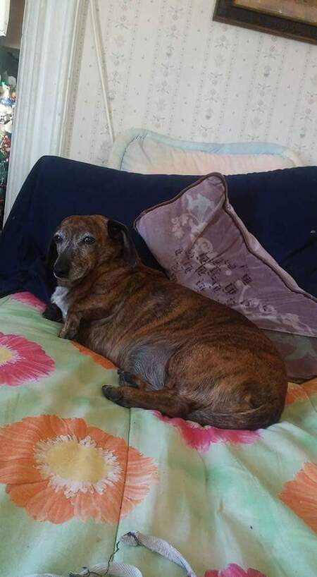 Entry image for Biggles. Clicking this image will show a larger photo