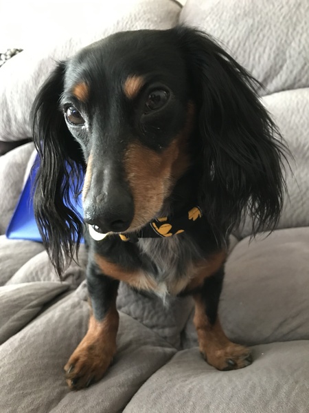 Entry image for Milo. Clicking this image will show a larger photo