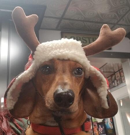 Entry image for Jack . Clicking this image will show a larger photo