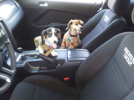 Entry image for Root Beer and Chili Dog. Clicking this image will show a larger photo