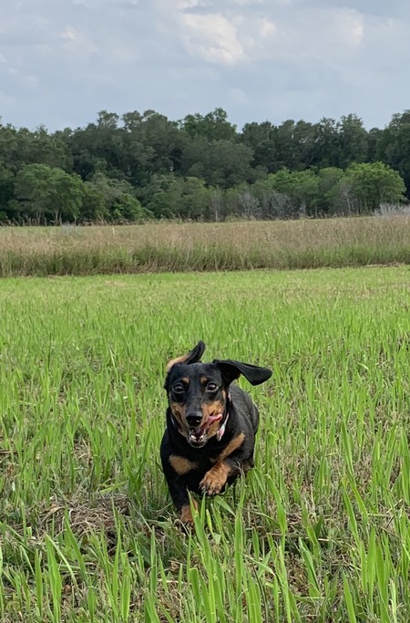 Entry image for Strudel. Clicking this image will show a larger photo