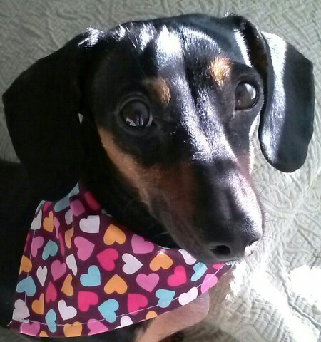 Entry image for Sami. Clicking this image will show a larger photo