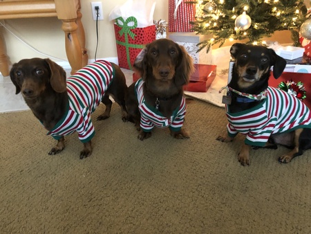 Entry image for Winston, Coco and Bentley. Clicking this image will show a larger photo