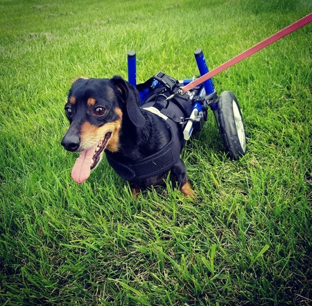 Entry image for Oscar. Clicking this image will show a larger photo