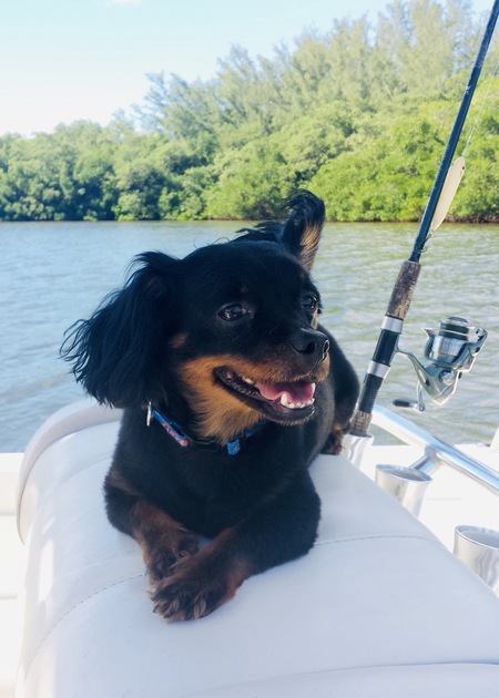 Entry image for Bear. Clicking this image will show a larger photo