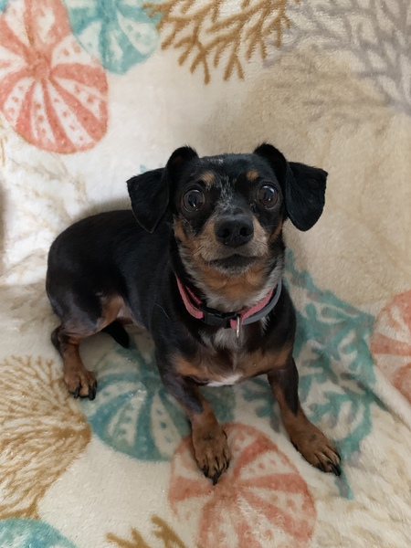 Entry image for Bella. Clicking this image will show a larger photo