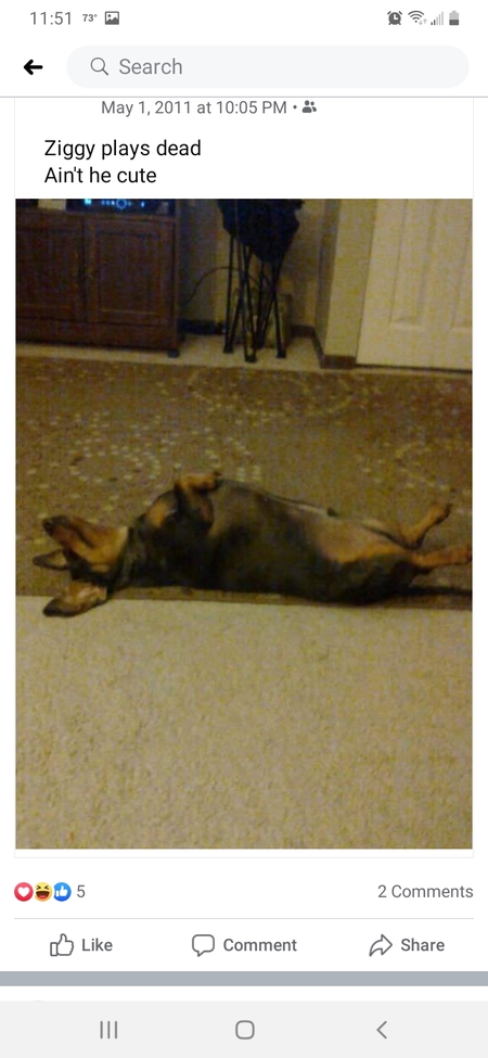 Entry image for Ziggy . Clicking this image will show a larger photo