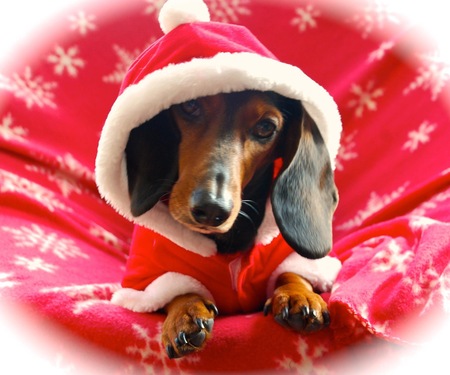 Entry image for Tootsie. Clicking this image will show a larger photo