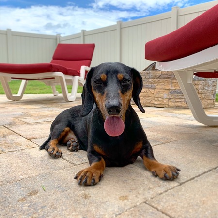 Entry image for Dexter. Clicking this image will show a larger photo