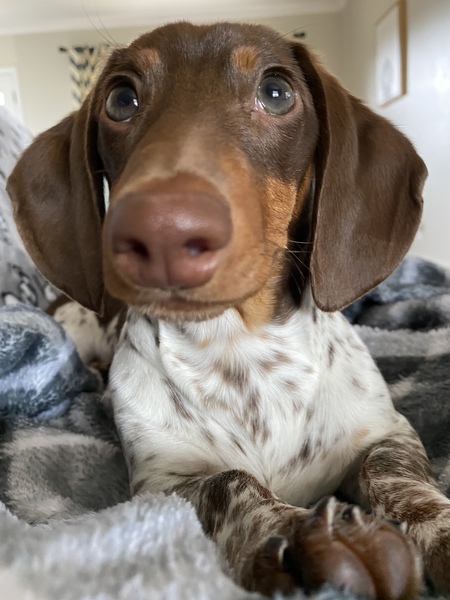 Entry image for Weiland. Clicking this image will show a larger photo