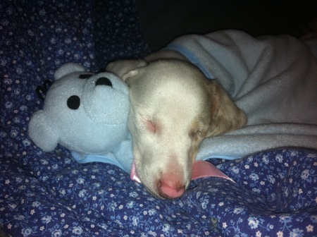 Entry image for Bianco . Clicking this image will show a larger photo