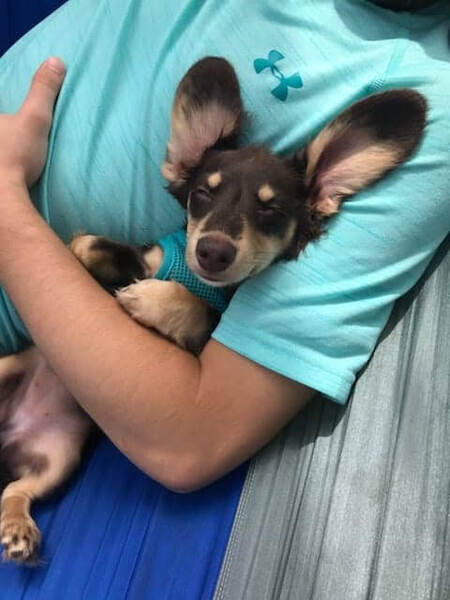 Entry image for Fluff. Clicking this image will show a larger photo