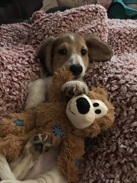 Entry image for Tater Von Frankenweenie . Clicking this image will show a larger photo