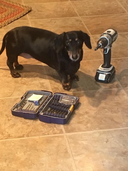 Entry image for Molly. Clicking this image will show a larger photo