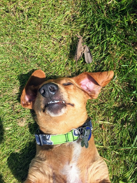 Entry image for Meyer. Clicking this image will show a larger photo