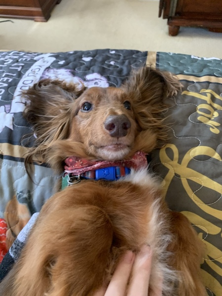 Entry image for Bernard . Clicking this image will show a larger photo