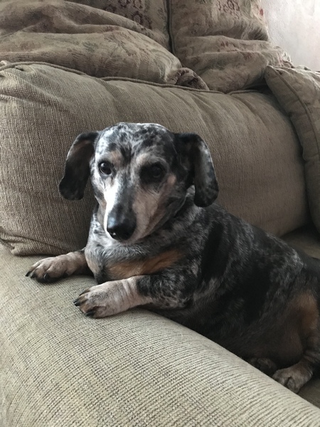 Entry image for Nellie. Clicking this image will show a larger photo