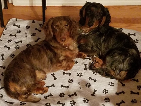 Entry image for Oliver and Winston. Clicking this image will show a larger photo