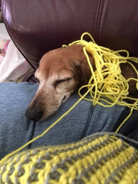 Entry image for Daisy. Clicking this image will show a larger photo