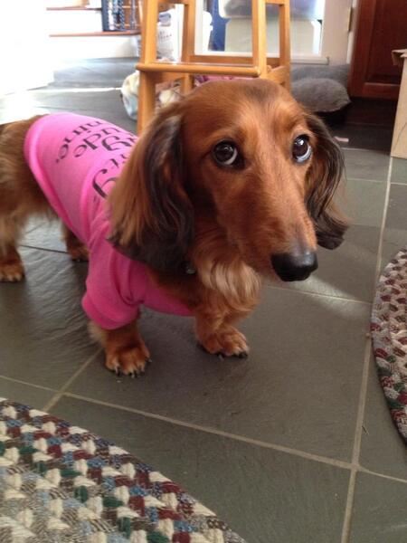 Entry image for Belle. Clicking this image will show a larger photo