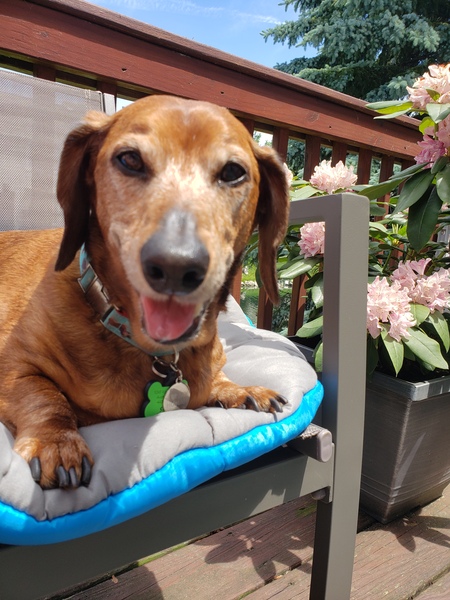 Entry image for Toby. Clicking this image will show a larger photo