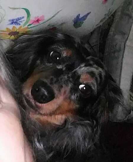 Entry image for Pepper. Clicking this image will show a larger photo