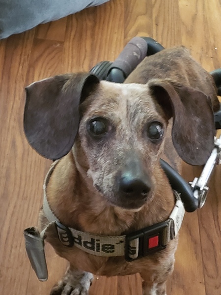 Entry image for Oskie. Clicking this image will show a larger photo