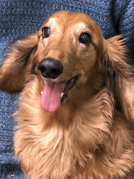 Entry image for Molly. Clicking this image will show a larger photo