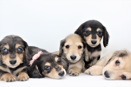 Entry image for Cream Dachshund Puppies. Clicking this image will show a larger photo