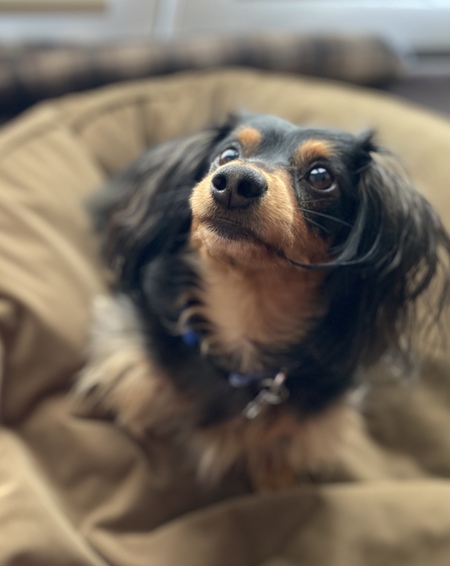 Entry image for Otto. Clicking this image will show a larger photo