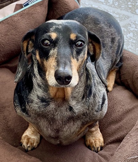 Entry image for Beannie. Clicking this image will show a larger photo