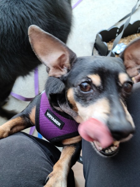 Entry image for Rosie. Clicking this image will show a larger photo