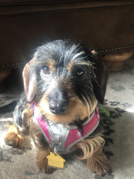 Entry image for Winnie. Clicking this image will show a larger photo