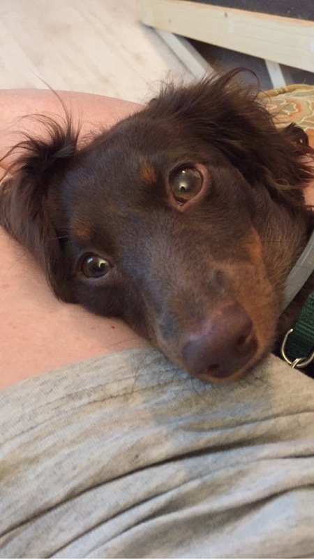 Entry image for Annie . Clicking this image will show a larger photo