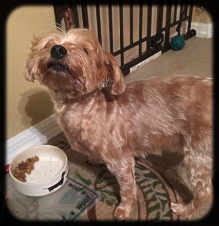 Entry image for Maggie Mae . Clicking this image will show a larger photo