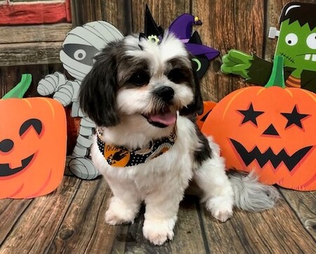 Entry image for CeeCee. Clicking this image will show a larger photo