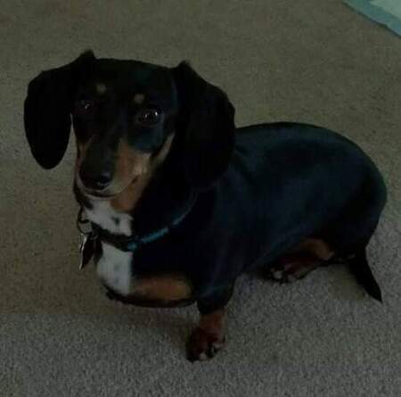 Entry image for Maggie. Clicking this image will show a larger photo